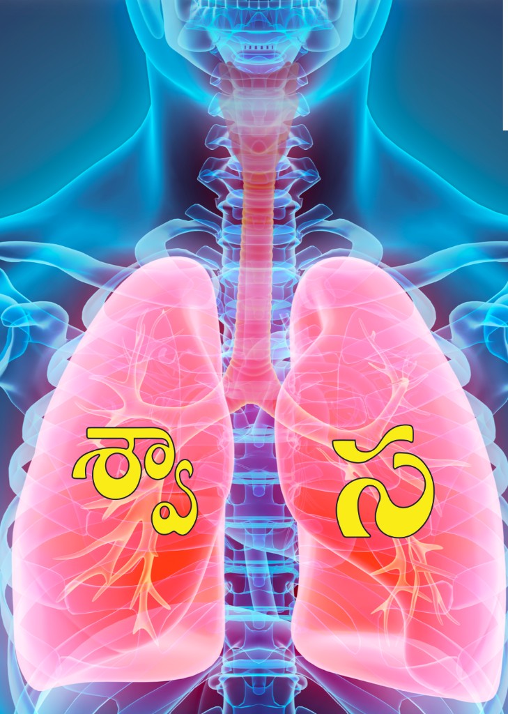 Illustration of human lungs and airway
